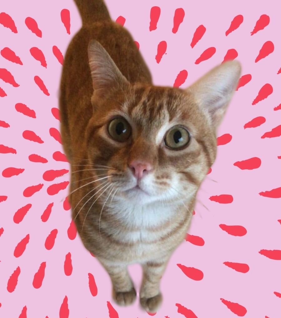 pimiento equipo gaia loterías